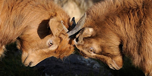 Image principale de Streithammel adé!