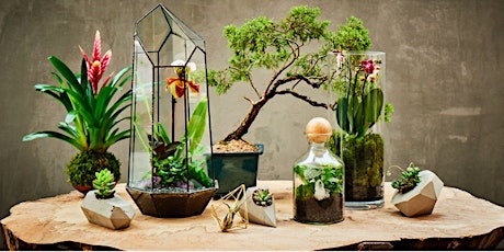 Houseplant 101 and Propagating - Live to your Living Room primary image