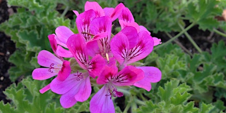 Dallas County Master Gardener Association Inc Events Eventbrite