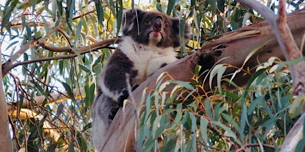 Mornington Peninsula Koala Conservation - Community Information Session