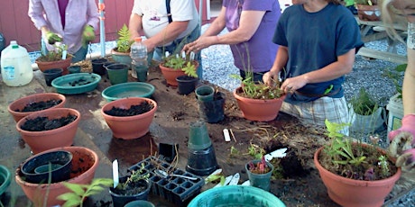 Create a Bog Garden Planter primary image
