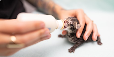 Webinar 1: Caring for Itty Bitty Bottle Babies primary image