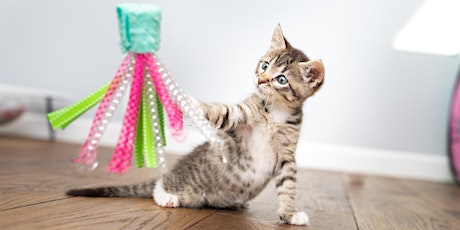 Webinar 2: Beyond the Bottle - Caring for Growing Kittens primary image