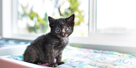 Webinar 4: Feral Felines & Kittens Found Outdoors primary image