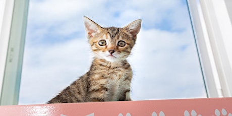 Webinar 3: Keeping Kittens Healthy primary image