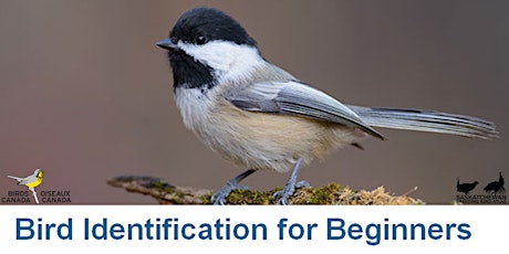 Birds Canada - Beginner Bird ID Workshop primary image