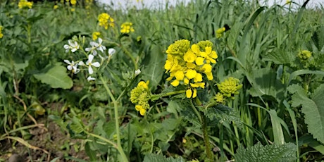 Edible Wild Plants and Foraging Online (Virtual) Class April 26 primary image