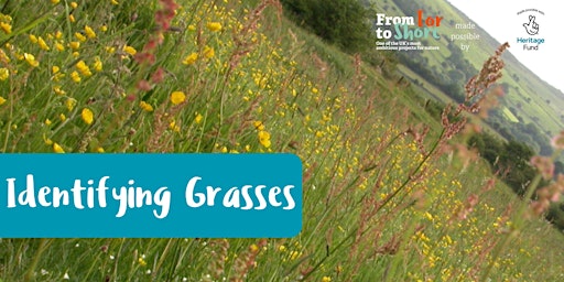 Immagine principale di T2S Identifying Grasses Workshop