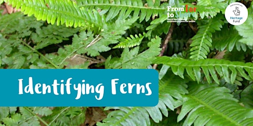 Immagine principale di T2S Identifying Ferns Workshop