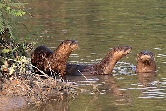 Immagine principale di Hike with Jeff Vogelpohl (The Otter Whisperer)