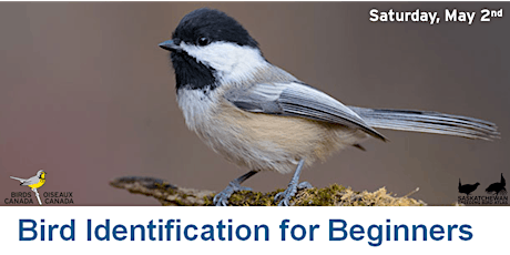 Birds Canada - Beginner Bird ID Workshop primary image