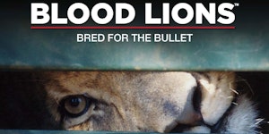 Blood Lions Melbourne